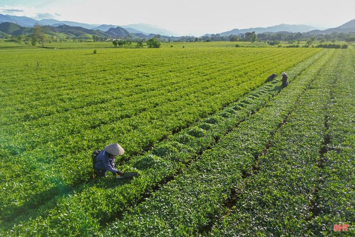 Chè công nghiệp của Hà Tĩnh hiện có tổng diện tích hơn 1.225 ha, trong đó diện tích cho sản phẩm khoảng 1.177 ha. Nhờ được chăm sóc đúng kỹ thuật, nhiều diện tích chè vẫn phát triển ổn định, đảm bảo năng suất và chất lượng sản phẩm. Thời gian tới, Hà Tĩnh tiếp tục định hướng phát triển vùng chè theo hướng tập trung, bền vững, tăng cường ứng dụng khoa học kỹ thuật và nâng cao chất lượng sản phẩm gắn với chế biến, xây dựng thương hiệu.