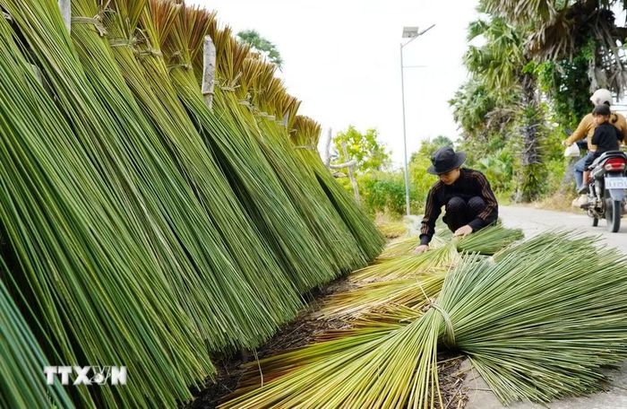 Người dân phơi cỏ bàng làm nguyên liệu đan đát sản phẩm thủ công mỹ nghệ. (Ảnh: Văn Sĩ/TTXVN)