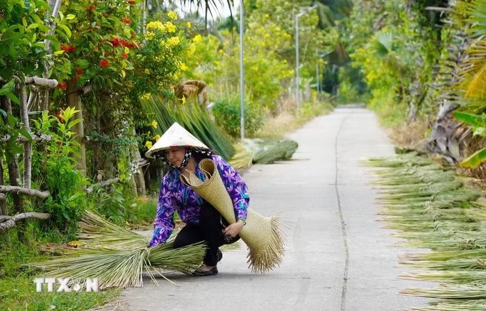 Cỏ bàng được phơi khô trước khi đưa vào đan đát các sản phẩm thủ công mỹ nghệ. (Ảnh: Văn Sĩ/TTXVN)