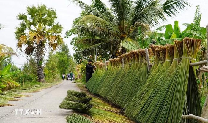 Cỏ bàng sau khi cắt về được phơi khô để làm nguyên liệu đan đát các sản phẩm thủ công mỹ nghệ. (Ảnh: Văn Sĩ/TTXVN)