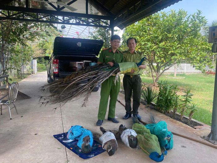 Đại diện Công an xã Đông Thạnh bàn giao các cá thể chim công cho đại diện Cơ quan Kiểm lâm.