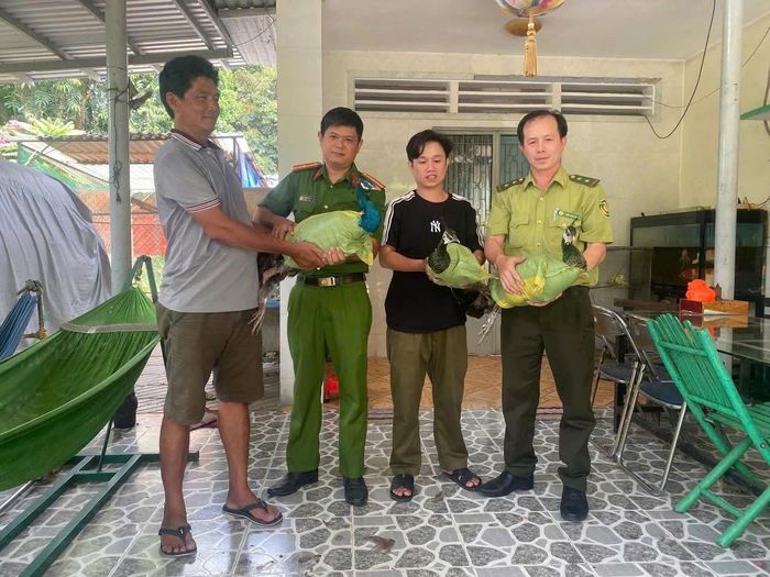 Ông Nguyễn Phi Phụng tự nguyện đến Công an xã giao nộp 3 cá thể công Ấn Độ.