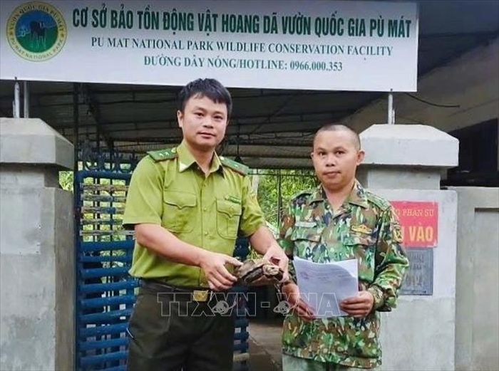 Các cá thể rùa núi viền quý hiếm được bàn giao cho Cơ sở bảo tồn động vật hoang dã của Vườn quốc gia Pù Mát theo dõi, chăm sóc trước khi tái thả về môi trường tự nhiên. Ảnh: TTXVN phát