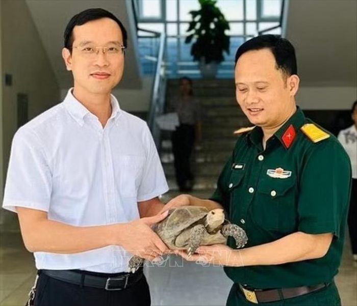 Cá thể rùa núi viền quý hiếm nặng khoảng 3kg được người dân giao nộp cho UBND phường Trường Vinh (tỉnh Nghệ An) và Hạt kiểm lâm Vinh- Cửa Lò. Ảnh: TTXVN phát