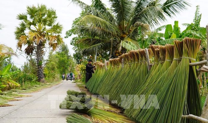 Cỏ bàng sau khi cắt về được phơi khô để làm nguyên liệu đan đát các sản phẩm thủ công mỹ nghệ. Ảnh: Văn Sĩ - TTXVN
