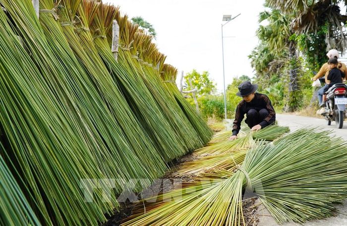 Người dân phơi cỏ bàng làm nguyên liệu đan đát sản phẩm thủ công mỹ nghệ. Ảnh: Văn Sĩ - TTXVN 