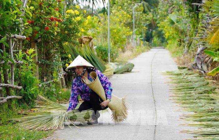 Cỏ bàng được phơi khô trước khi đưa vào đan đát các sản phẩm thủ công mỹ nghệ. Ảnh: Văn Sĩ - TTXVN