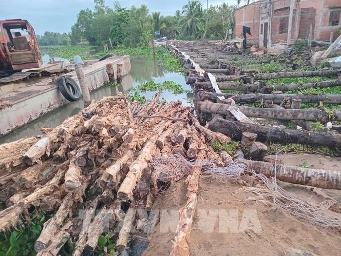 Đơn vị thi công dùng cơ giới đóng cọc, đắp đất gia cố xong đoạn sạt lở “hàm ếch”. Ảnh: Công Trí - TTXVN