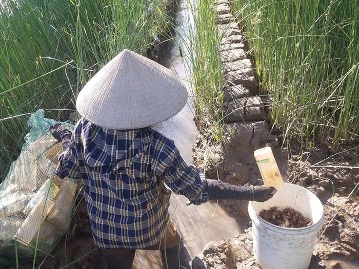 Đặt ống, bắt cáy. Ảnh: Vi An