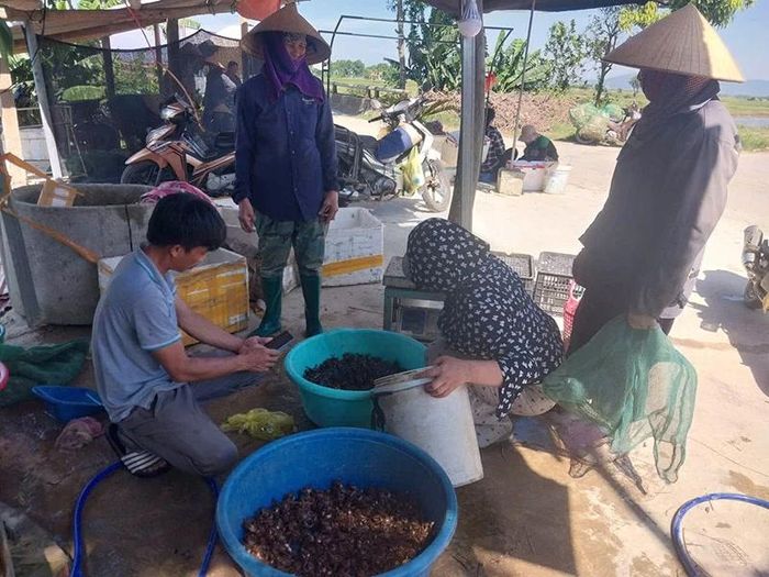 Cáy đã tạo thu nhập cho một bộ phận người dân xã Quảng Ngọc. Ảnh: Vi An