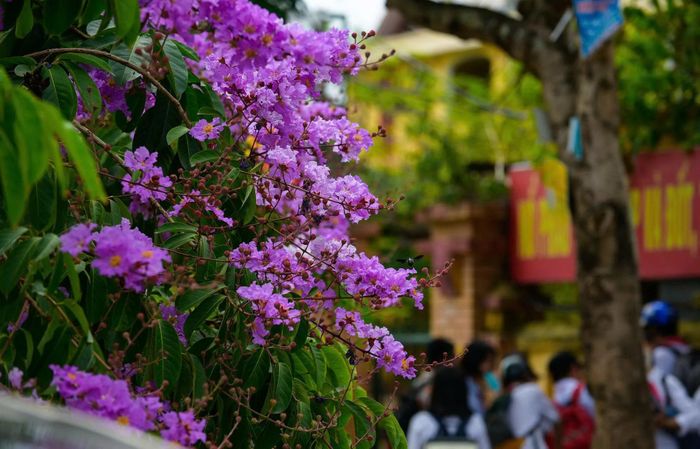 Vẻ đẹp của bằng lăng tím trong những ngày hè.