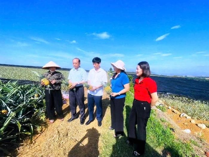 Lãnh đạo Hội nông dân tỉnh đi thăm vùng sản xuất dứa phường Bỉm Sơn.