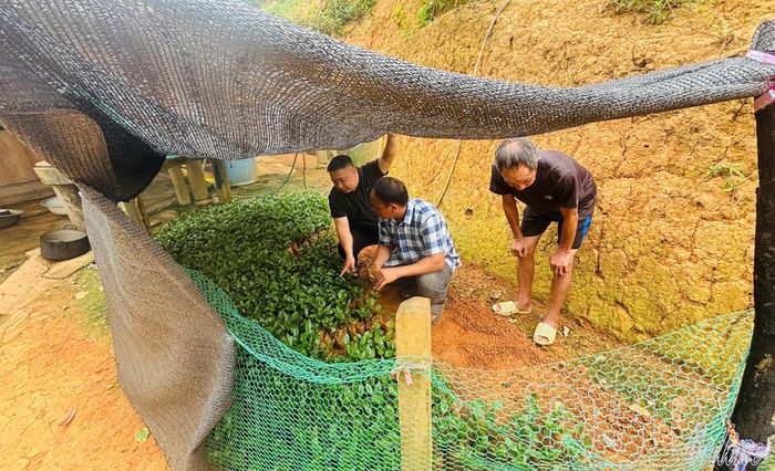 Người dân các bản Huổi Khon 1, 2 tích cực chuẩn bị cây giống, mở rộng diện tích trồng cà phê trên đất dốc.