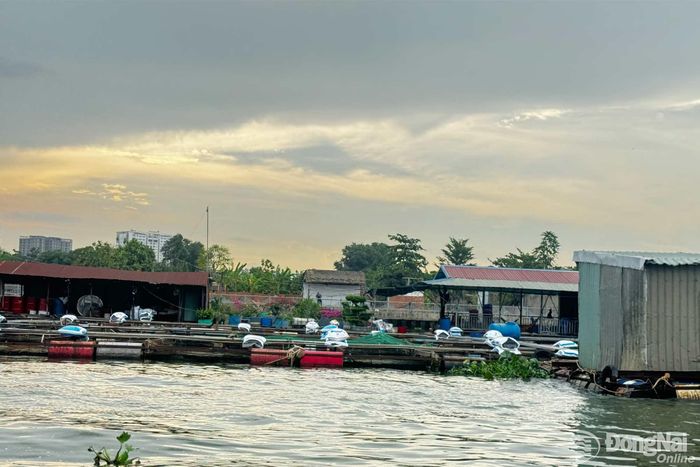Khu vực nuôi cá bè trên sông Đồng Nai tại phường Trấn Biên. Ảnh: B.Nguyên