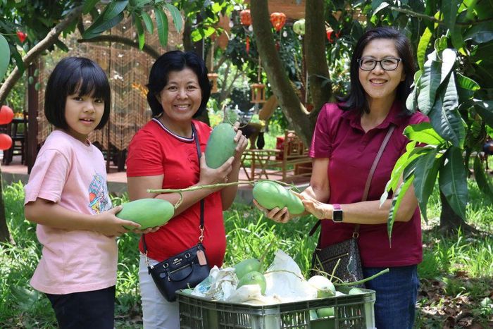 Xoài không chỉ là một loại nông sản mà còn có thể trở thành điểm nhấn trong hành trình trải nghiệm của du khách. Ảnh: MỸ LÝ.