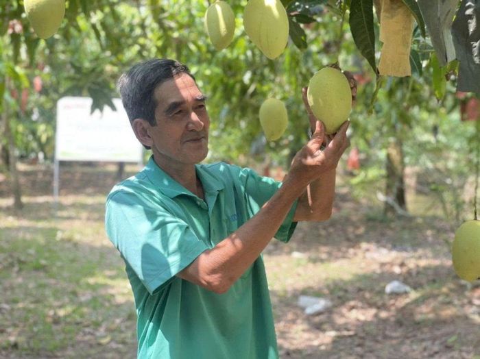 Việc chuẩn hóa vùng trồng theo các tiêu chuẩn quốc tế như: GlobalGAP, Organic hay ESG sẽ giúp xoài Cao Lãnh nâng cao năng lực cạnh tranh. Ảnh: MỸ LÝ.