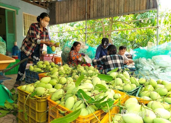 Nông dân tỉnh Đồng Tháp chuyển đổi tư duy sản xuất trái xoài theo hướng hữu cơ để nâng giá trị, xuất khẩu sang thị trường nước ngoài (Ảnh tư liệu Báo Đồng Tháp).