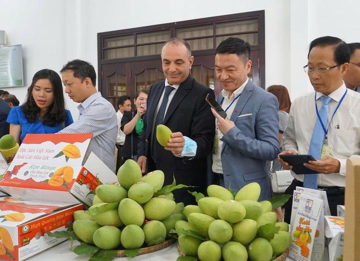 Khách tham quan khu vực trưng bày, giới thiệu sản phẩm xoài Cao Lãnh tại một chương trình hội nghị xúc tiến đầu tư do UBND tỉnh tổ chức. Ảnh: MỸ NHÂN.