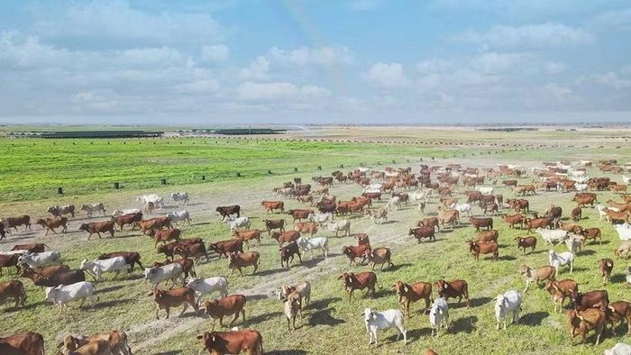 Chương trình lai tạo đàn bò, phát triển chăn nuôi bò thịt chất lượng cao sẽ tăng sản lượng thịt hơi xuất chuồng. Ảnh: ĐVCC