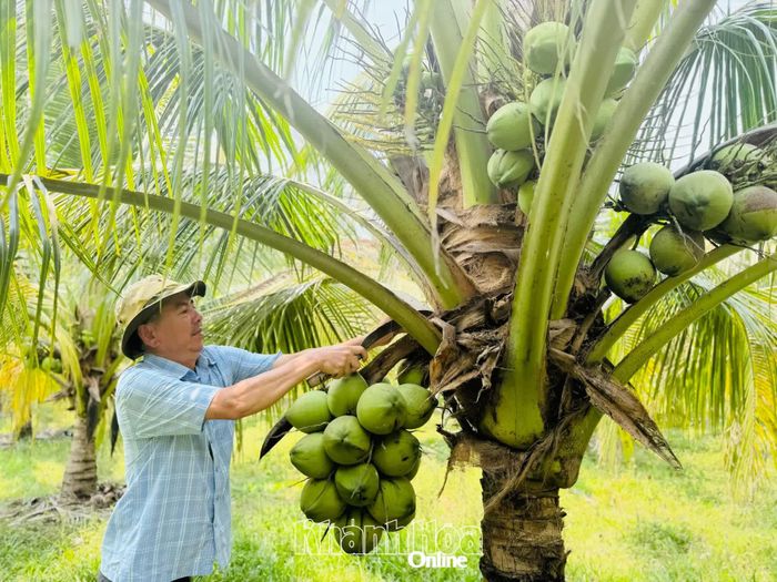 Vườn dừa trĩu quả của gia đình ông Trần Nguyên Văn.