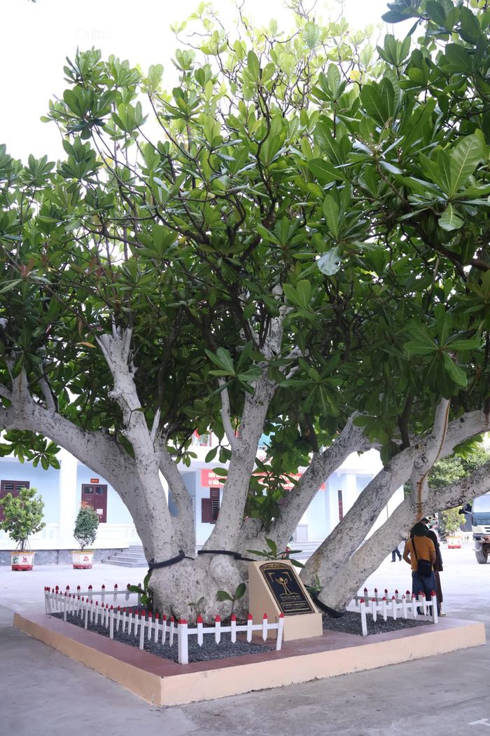 Một cây bàng vuông cổ thụ tại đảo Nam Yết được Hội Bảo vệ thiên nhiên và môi trường Việt Nam (VACNE) công nhận là Cây Di sản Việt Nam.