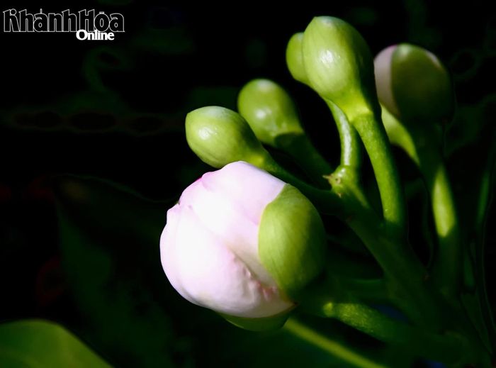 Những nụ hoa chuẩn bị bung nở.