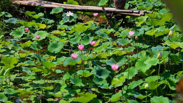 Các giống sen mới đưa vào khảo nghiệm tại xã Trấn Yên bước đầu thích nghi tốt và bắt đầu cho hoa.
