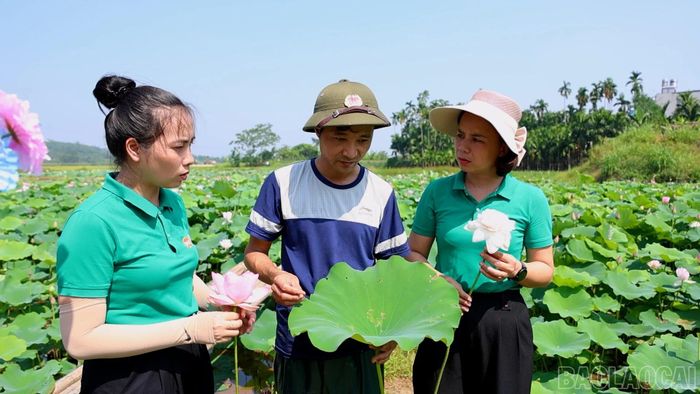 Cơ quan chuyên môn tích cực hỗ trợ người dân trong quá trình trồng sen.