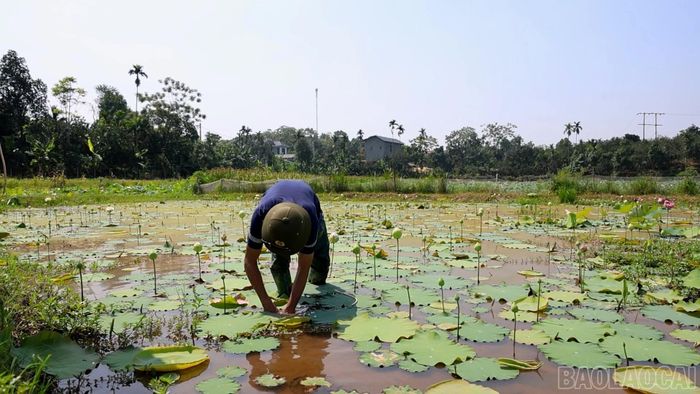 Cây sen đã và đang mở ra hướng đi mới trong sản xuất cho nông dân xã Trấn Yên.