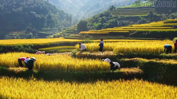 Trẻ em vùng cao phụ giúp gia đình thu hoạch lúa.