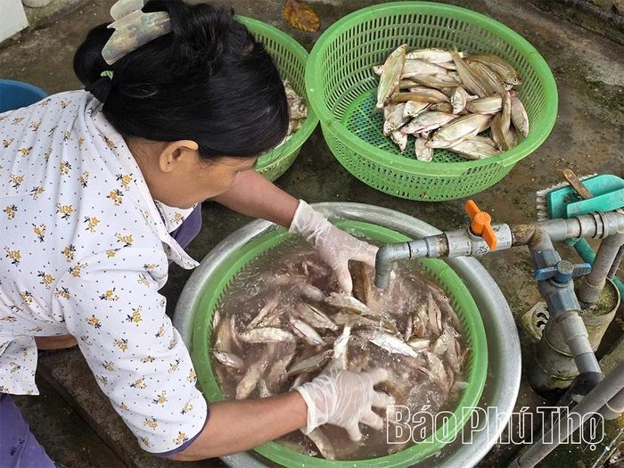 Trước khi muối, cá tươi phải được sơ chế sạch sẽ.