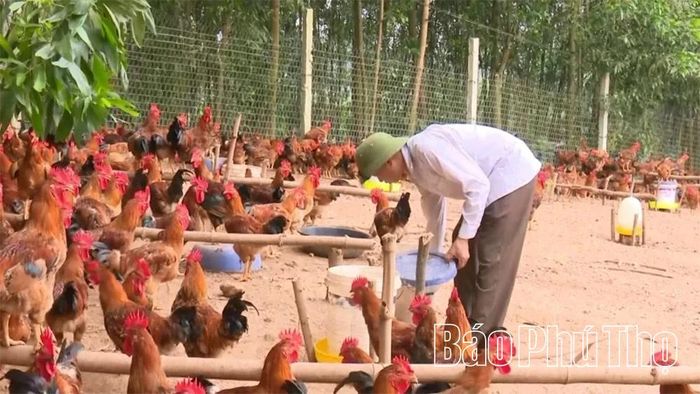 Chăn nuôi gia cầm trên địa bàn tỉnh hiện nay phát triển mạnh theo hướng tập trung, an toàn sinh học, đáp ứng các yêu cầu về phòng chống dịch bệnh và an toàn thực phẩm, thân thiện với môi trường