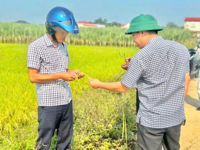 Công tác kiểm tra, phòng ngừa sâu bệnh trên cây lúa được xã Nam Trạch thực hiện thường xuyên, kịp thời - Ảnh: M.L