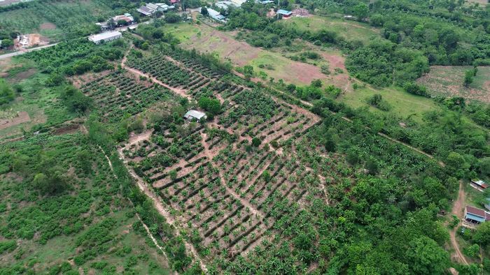 Mô hình trồng dứa khóm xen canh với các loại cây ăn quả của ông Lê Đức Sơn ở thôn Thuận 1, xã Lìa - Ảnh: L.A