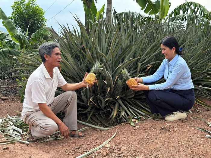 Ông Lê Đức Sơn ở xã Lìa giới thiệu về giống dứa khóm cho năng suất cao - Ảnh: L.A
