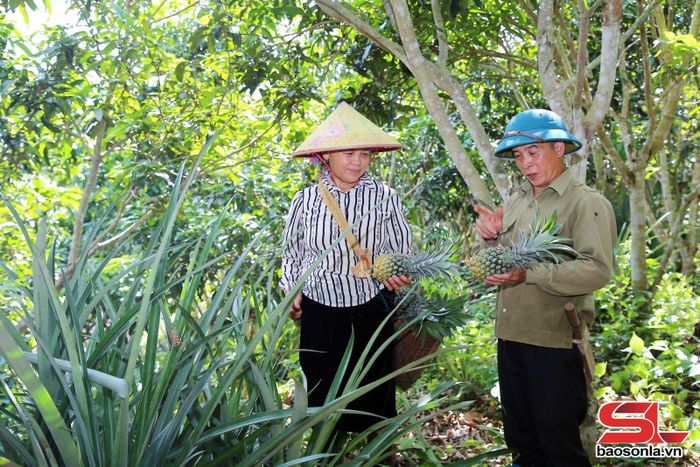 Thành viên HTX Nông nghiệp Trường An Xanh Xuân Nha thu hoạch Dứa.