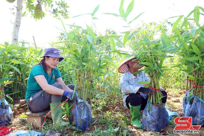Thành viên HTX Sản xuất và chế biến măng sạch Xuân Nha đóng gói xuất bán cây giống tre bát độ.