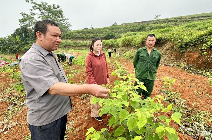 Cây dược liệu tại thôn Bản Trù, xã Thượng Minh, sinh trưởng tốt, mở ra hướng phát triển kinh tế mới cho người dân vùng cao.