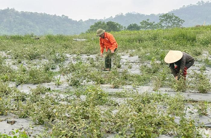 Hơn 10ha cà gai leo trồng trên đất đồi ở thôn Nà Săm (xã Chợ Rã) đang phát triển tốt, chuẩn bị cho thu hoạch.