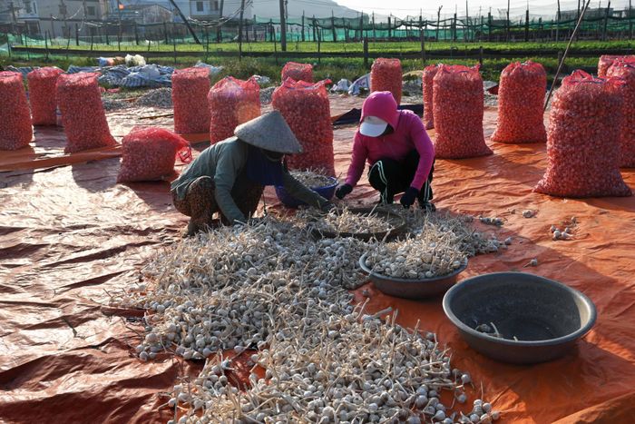 ĐƯỢC MÙA TỎI Ở LÝ SƠN. Ảnh Nguyễn Đăng Lâm