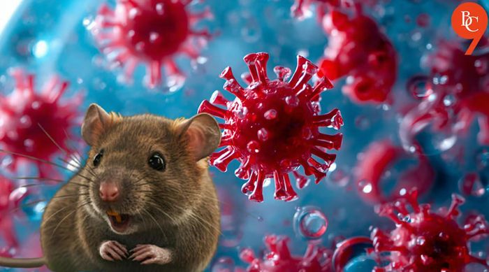 Hantavirus không phải virus mới, nhưng cách lây lan dường như đi ngược với hiểu biết trước đây của con người. Ảnh: The Bridge Chronicle