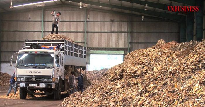 Nhu cầu sắn cho sản xuất ethanol được ước tính khoảng 4 đến 5,5 triệu tấn mỗi năm.