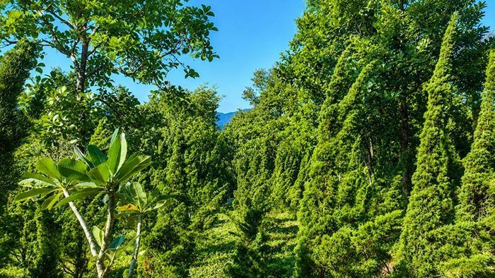 Những hàng tùng xanh mướt ở Tùng Lâm Thất tại Đồi Thông Phương Bối.