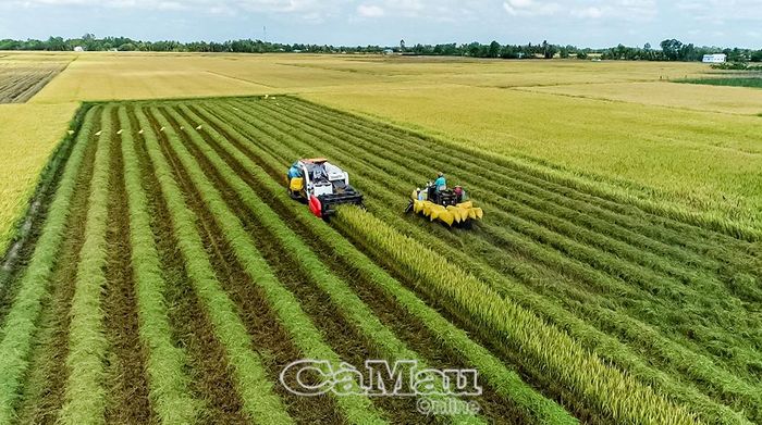 Đề án được triển khai tại 20 địa phương trọng điểm sản xuất lúa của tỉnh, gồm các xã: Châu Thới, Hưng Hội, Vĩnh Lợi, Hoà Bình, Vĩnh Mỹ, Phước Long, Vĩnh Phước, Vĩnh Thanh, Hồng Dân, Vĩnh Lộc, Ninh Thạnh Lợi, Ninh Quới, Khánh Bình, Đá Bạc, Khánh Hưng, Tân Lộc, Trần Văn Thời và các phường Láng Tròn, Giá Rai, An Xuyên.