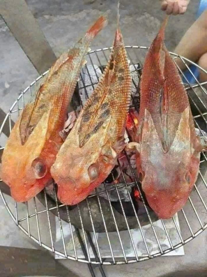 Ngư dân địa phương cho biết cá tắc kè có tính lành, chứa nhiều dưỡng chất và phù hợp với nhiều thể trạng. Ảnh minh họa