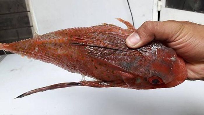 Loài cá biển này có hình dáng khá đặc biệt, phần đầu và thân tròn dẹt, vảy nổi cùng chiếc đuôi dài, nhìn khá giống con tắc kè nên được gọi bằng cái tên cá tắc kè. Ảnh minh họa