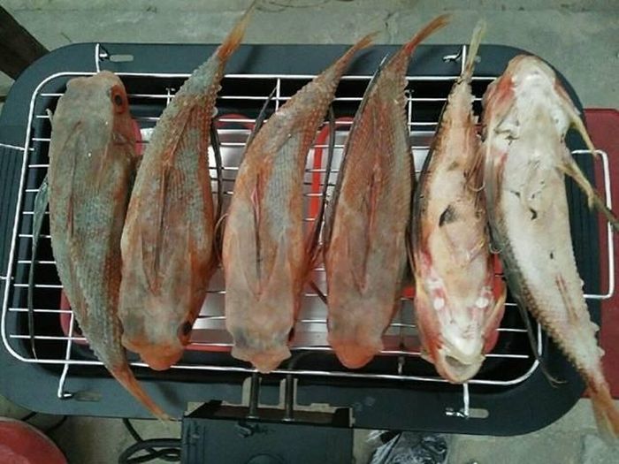 Trong số các cách chế biến, cá tắc kè nướng than được nhiều người đánh giá là ngon nhất. Ảnh minh họa