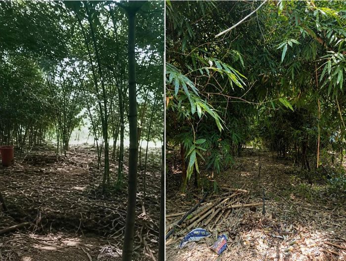 Nhờ sử dụng phân ủ từ lá tre, đất trong vườn luôn giữ được độ ẩm tự nhiên, hạn chế xói mòn trong mùa mưa và giảm đáng kể chi phí đầu tư