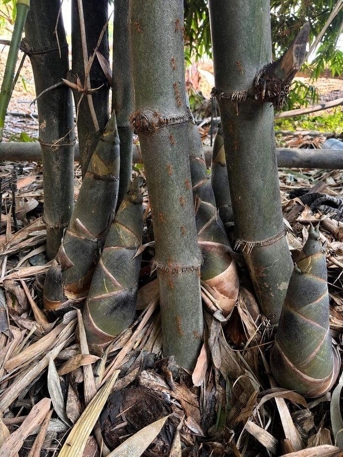 “Kiến vàng” – thiên địch của rệp, mạt