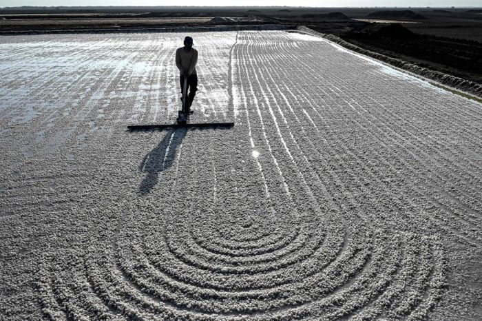 Công nhân cào muối tại vùng Little Rann of Kutch thuộc bang Gujarat, Ấn Độ. (Ảnh: AFP)